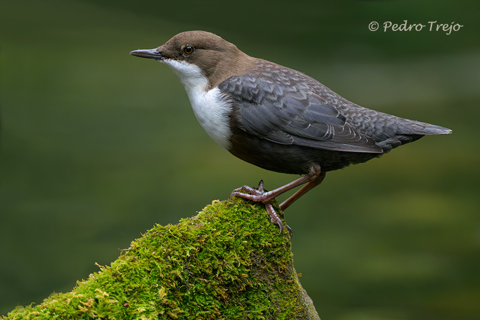 Mirlo acuatico (Cinclus cinclus)